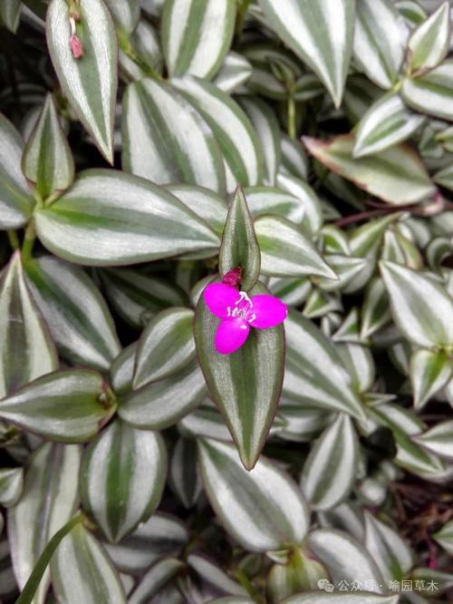 紫叶吊竹梅有毒吗，猫咪能碰吗，紫叶吊竹梅开花的图片-第5张图片-优品飞百科