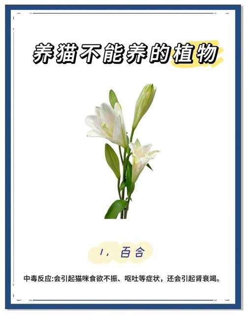 紫叶吊竹梅有毒吗，猫咪能碰吗，紫叶吊竹梅开花的图片-第6张图片-优品飞百科