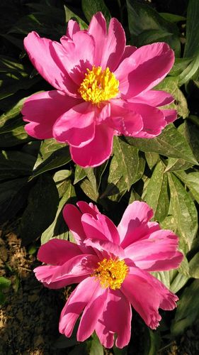 长治适合养什么花，市花和市树是什么，长治市看花景点？-第1张图片-优品飞百科