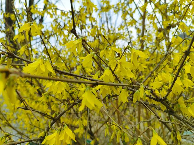 长治适合养什么花，市花和市树是什么，长治市看花景点？-第4张图片-优品飞百科
