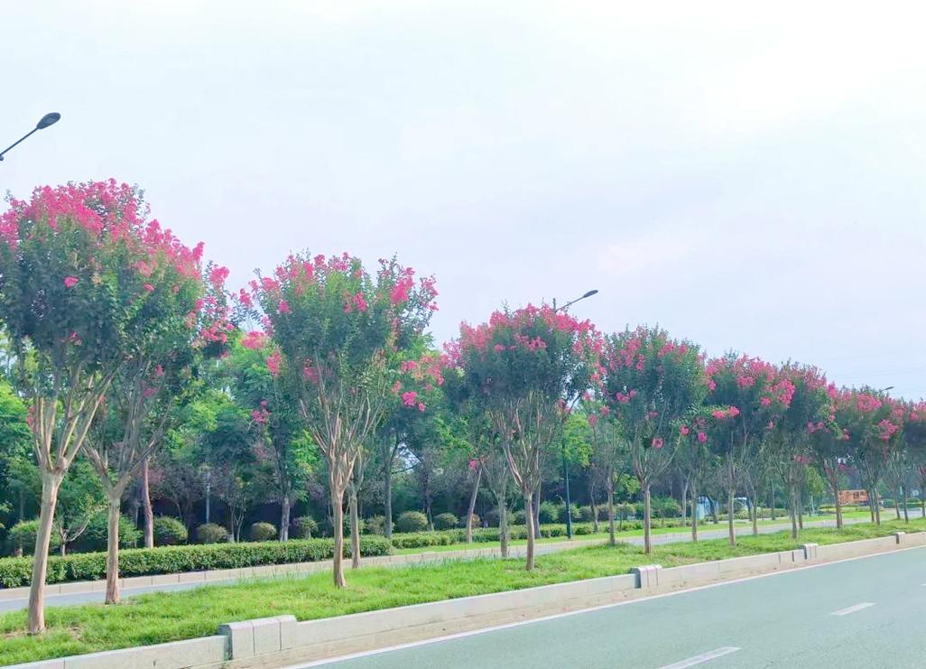 长治适合养什么花，市花和市树是什么，长治市看花景点？-第5张图片-优品飞百科