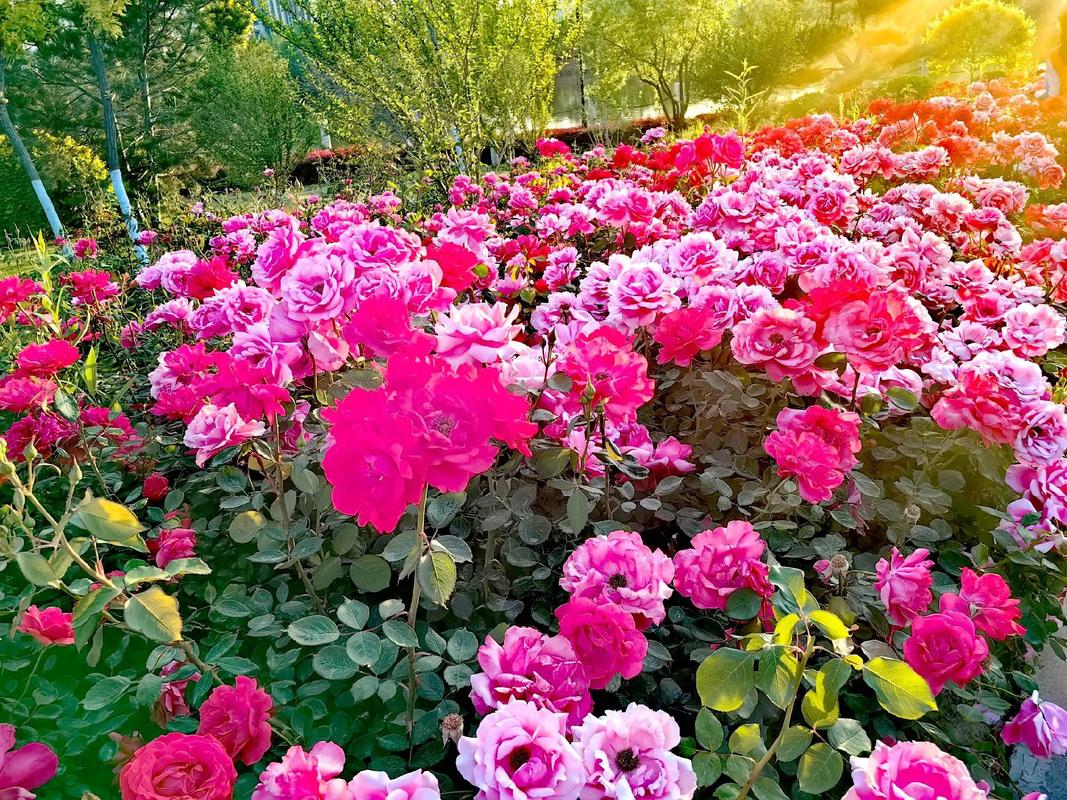 长治适合养什么花，市花和市树是什么，长治市看花景点？-第6张图片-优品飞百科