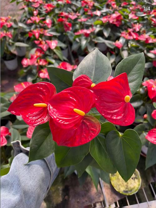 家有孕妇，这些植物不能养，孕妇不宜养的植物-第2张图片-优品飞百科