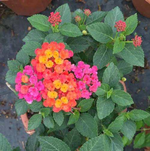 家有孕妇，这些植物不能养，孕妇不宜养的植物-第3张图片-优品飞百科