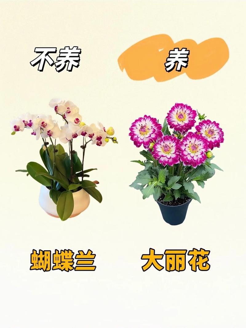 家有孕妇，这些植物不能养，孕妇不宜养的植物-第4张图片-优品飞百科