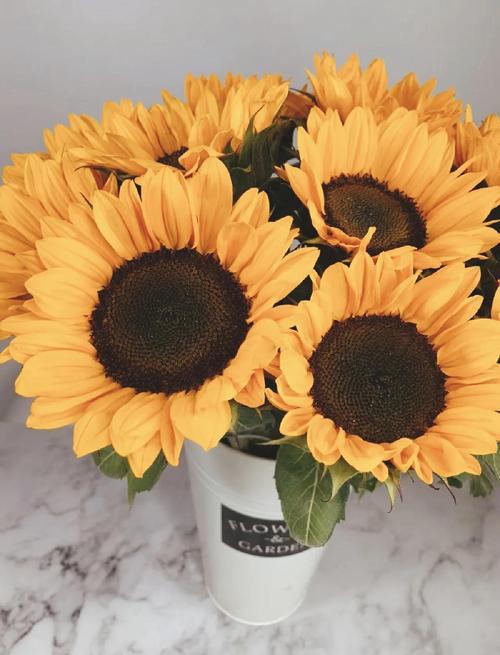 家有孕妇，这些植物不能养，孕妇不宜养的植物-第5张图片-优品飞百科