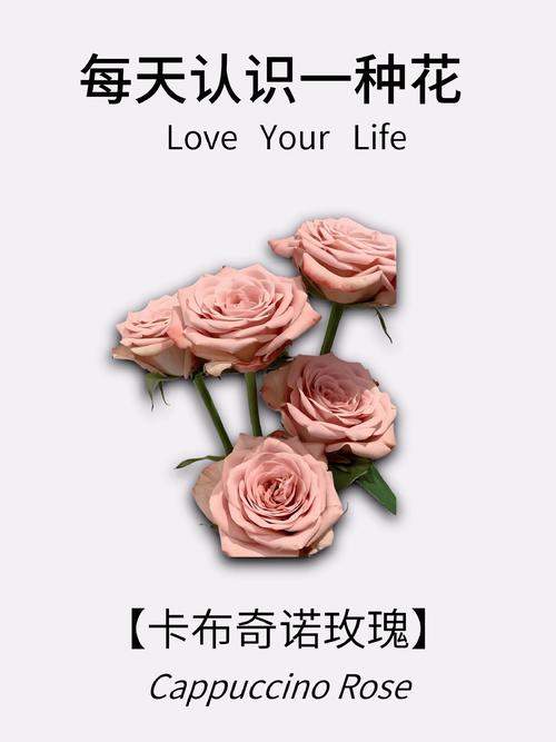 送玫瑰花的含义？送玫瑰花的含义和数量颜色,用什么颜色包裹？-第1张图片-优品飞百科