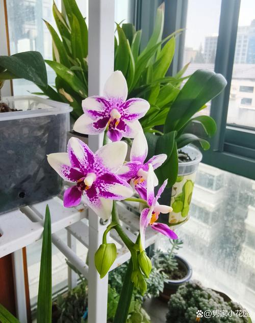 国兰与洋兰的区别，国兰区分？-第1张图片-优品飞百科