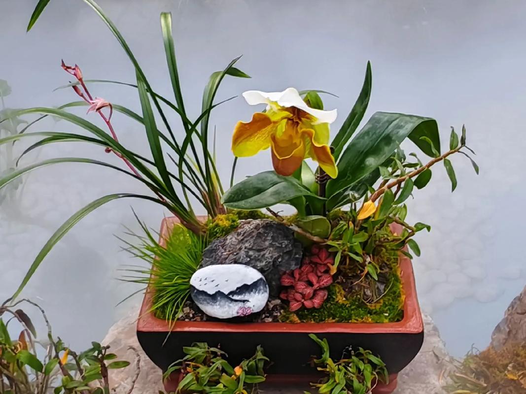 国兰与洋兰的区别，国兰区分？-第2张图片-优品飞百科