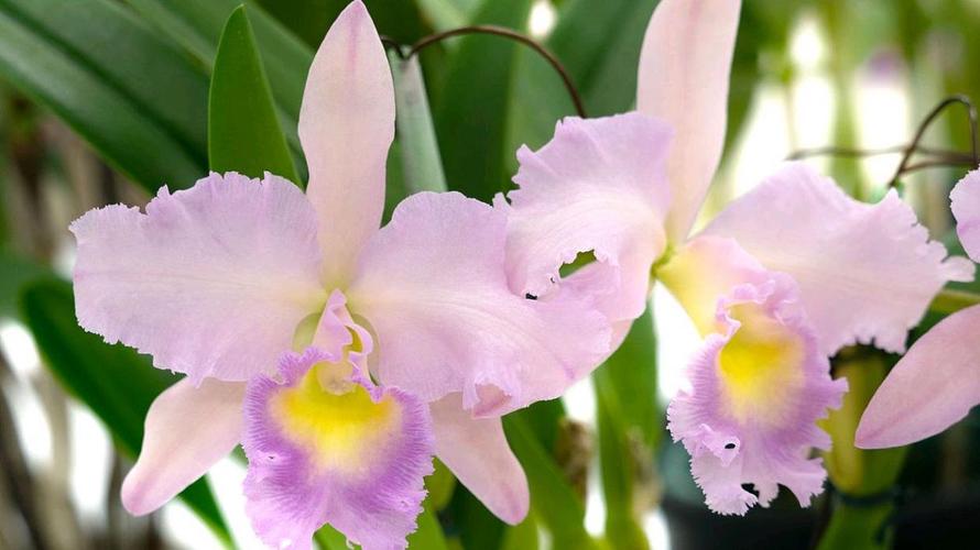 国兰与洋兰的区别，国兰区分？-第3张图片-优品飞百科