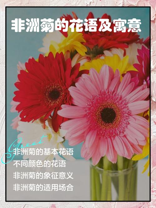 非洲菊的花语？非洲菊的花语是？