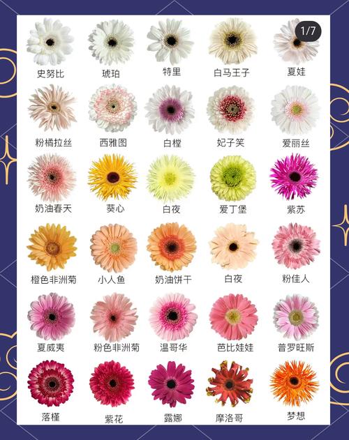 非洲菊的花语？非洲菊的花语是？-第2张图片-优品飞百科