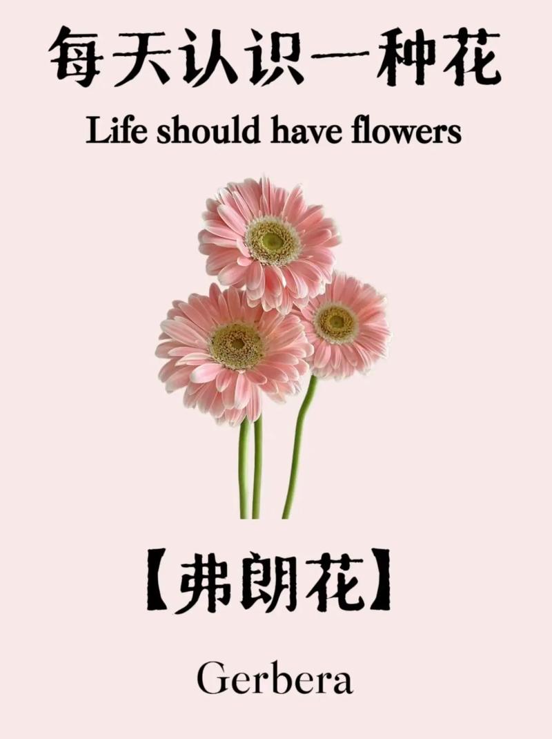 非洲菊的花语？非洲菊的花语是？-第3张图片-优品飞百科