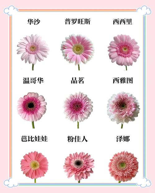 非洲菊的花语？非洲菊的花语是？-第4张图片-优品飞百科