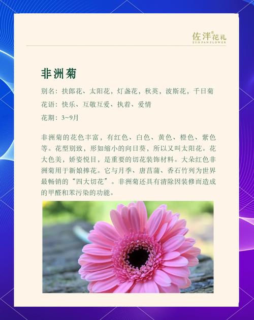 非洲菊的花语？非洲菊的花语是？-第5张图片-优品飞百科