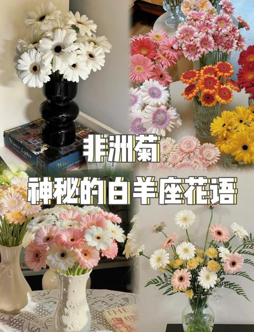 非洲菊的花语？非洲菊的花语是？-第7张图片-优品飞百科