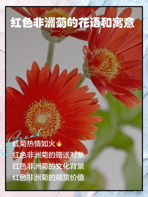 非洲菊的花语？非洲菊的花语是？-第8张图片-优品飞百科