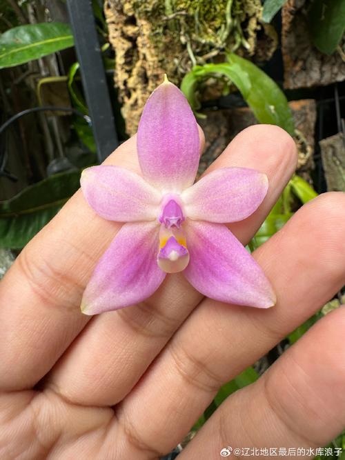 蝴蝶兰的传说，蝴蝶兰的传说五十字