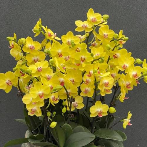 蝴蝶兰的传说，蝴蝶兰的传说五十字-第2张图片-优品飞百科