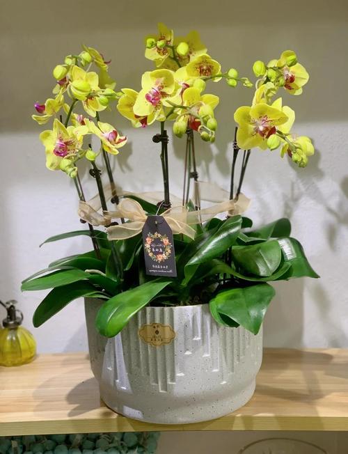 蝴蝶兰的传说，蝴蝶兰的传说五十字-第3张图片-优品飞百科