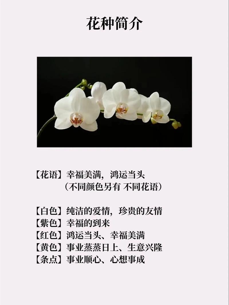 蝴蝶兰的传说，蝴蝶兰的传说五十字-第4张图片-优品飞百科