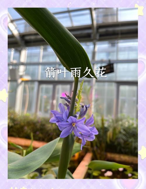 雨久花的功效和作用，雨久花有毒吗-第1张图片-优品飞百科