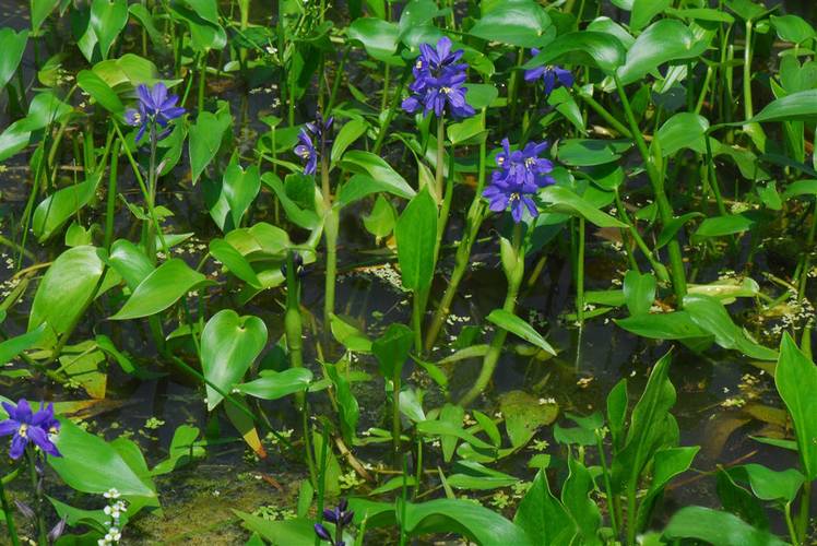 雨久花的功效和作用，雨久花有毒吗-第2张图片-优品飞百科