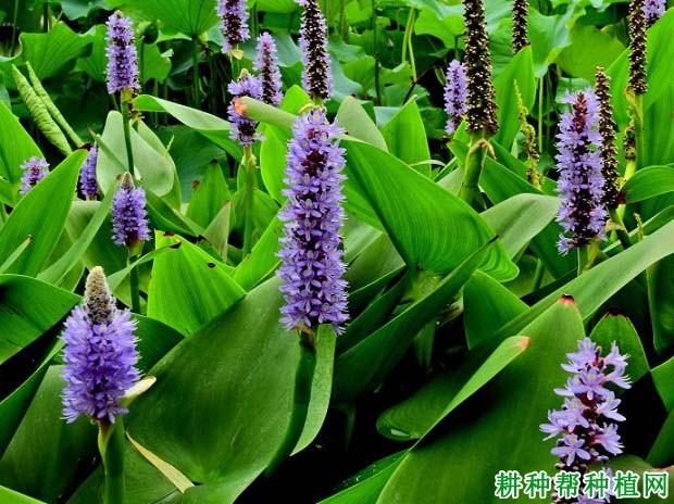 雨久花的功效和作用，雨久花有毒吗-第3张图片-优品飞百科