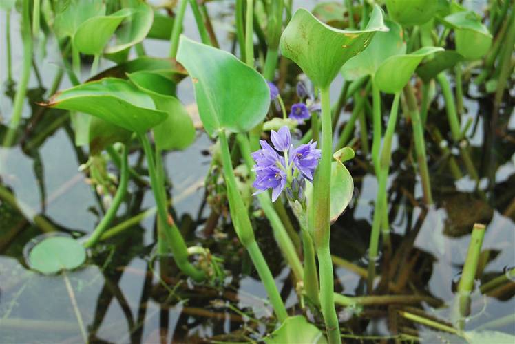雨久花的功效和作用，雨久花有毒吗-第4张图片-优品飞百科