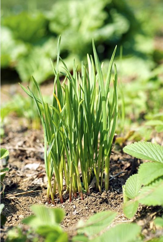 雨久花的功效和作用，雨久花有毒吗-第5张图片-优品飞百科