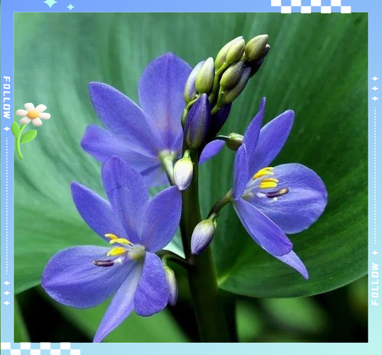 雨久花的功效和作用，雨久花有毒吗-第7张图片-优品飞百科