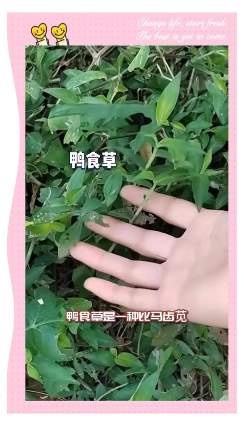 雨久花的功效和作用，雨久花有毒吗-第8张图片-优品飞百科