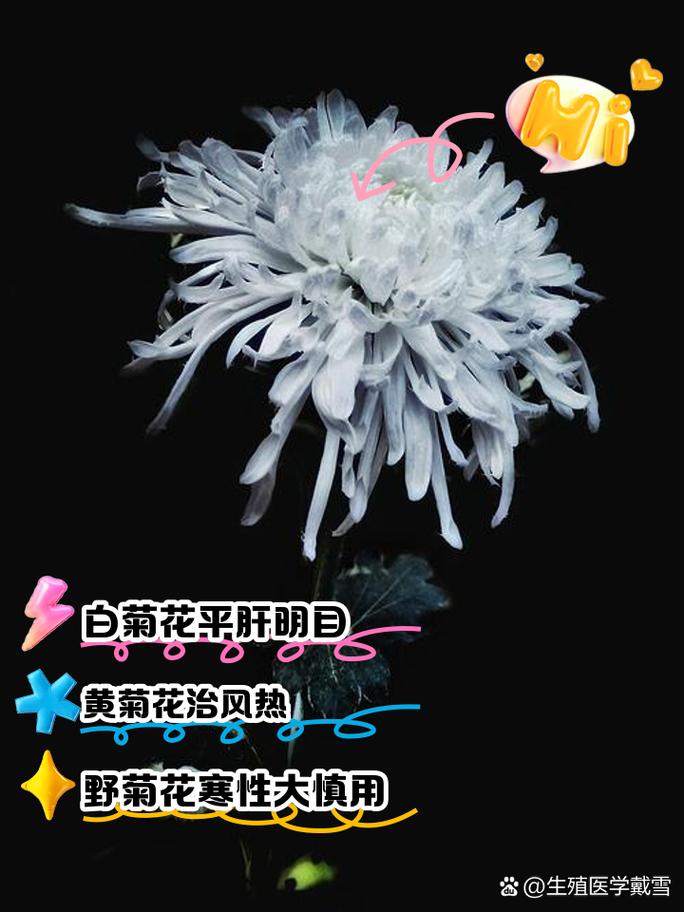 黄金菊的功效与作用？黄金菊的简介？-第1张图片-优品飞百科