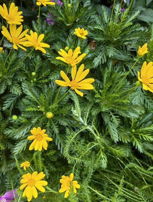 黄金菊的功效与作用？黄金菊的简介？-第4张图片-优品飞百科