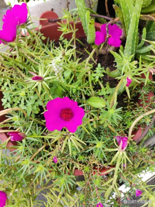 太阳花的主要价值？太阳花有什么？