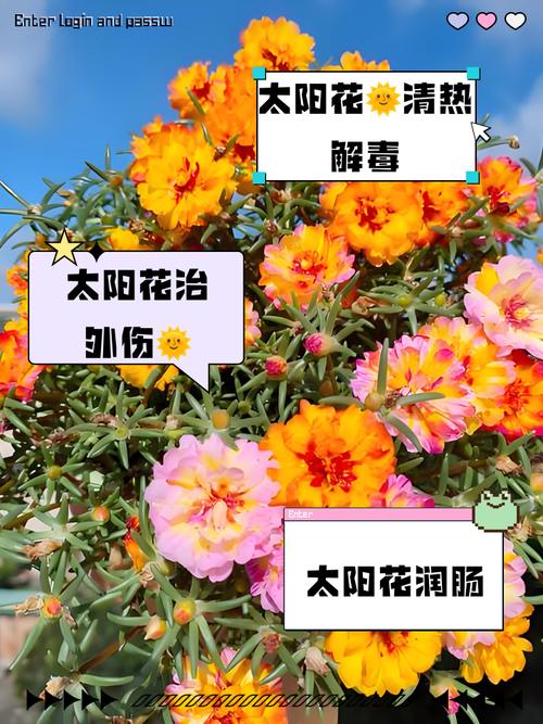 太阳花的主要价值？太阳花有什么？-第2张图片-优品飞百科