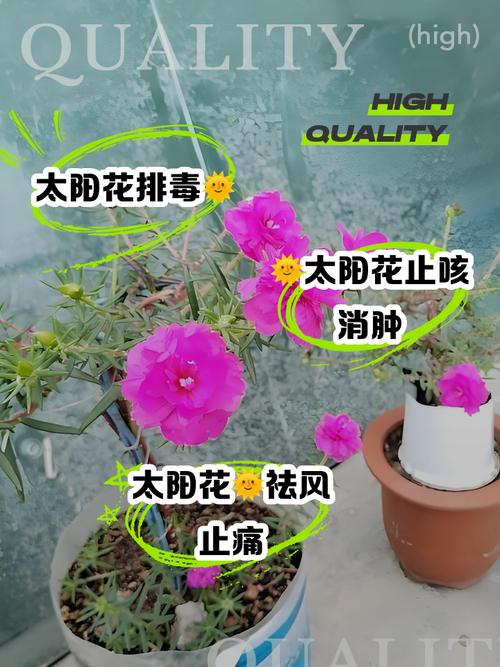 太阳花的主要价值？太阳花有什么？-第3张图片-优品飞百科