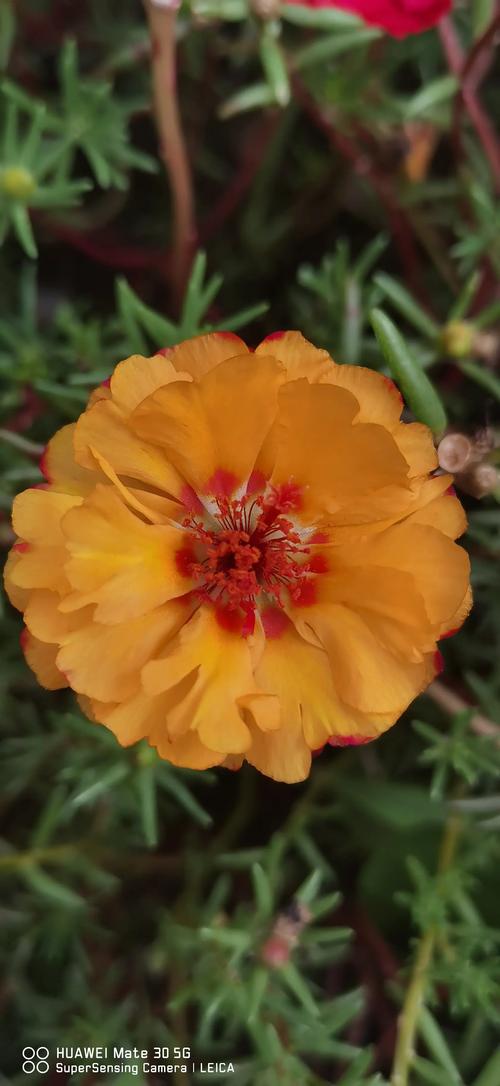 太阳花的主要价值？太阳花有什么？-第4张图片-优品飞百科