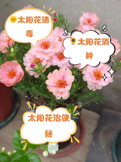 太阳花的主要价值？太阳花有什么？-第5张图片-优品飞百科