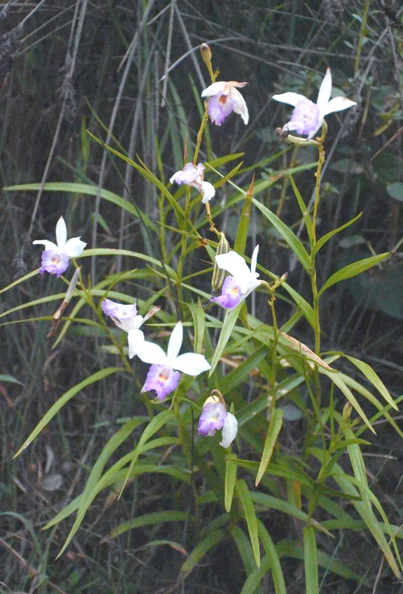 竹叶兰的功效与作用？竹叶兰的功效与作用及图片？-第1张图片-优品飞百科