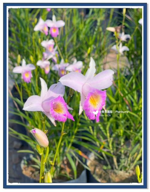 竹叶兰的功效与作用？竹叶兰的功效与作用及图片？-第2张图片-优品飞百科