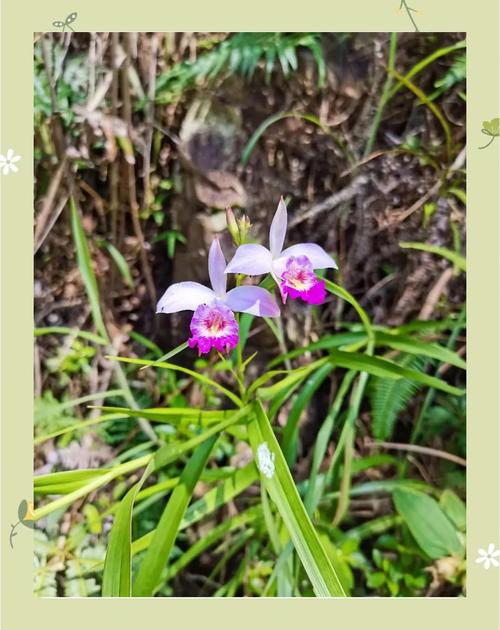 竹叶兰的功效与作用？竹叶兰的功效与作用及图片？-第3张图片-优品飞百科