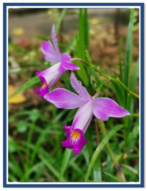 竹叶兰的功效与作用？竹叶兰的功效与作用及图片？-第4张图片-优品飞百科