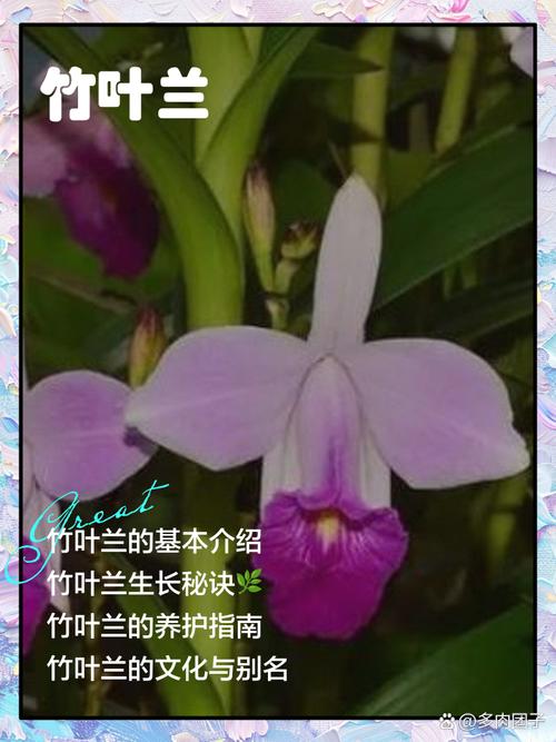 竹叶兰的功效与作用？竹叶兰的功效与作用及图片？-第5张图片-优品飞百科