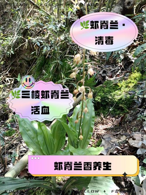 竹叶兰的功效与作用？竹叶兰的功效与作用及图片？-第7张图片-优品飞百科