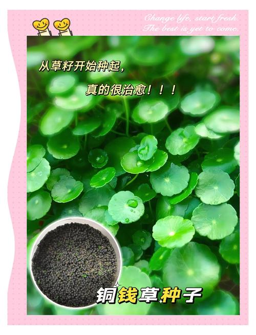 铜钱草除甲醛吗？铜钱草除甲醛吗有效果吗？-第1张图片-优品飞百科
