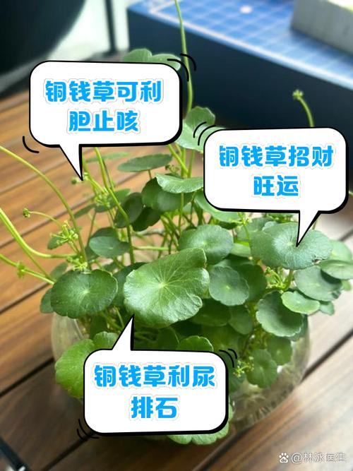 铜钱草除甲醛吗？铜钱草除甲醛吗有效果吗？-第2张图片-优品飞百科