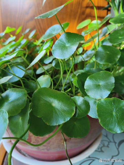 铜钱草除甲醛吗？铜钱草除甲醛吗有效果吗？-第3张图片-优品飞百科