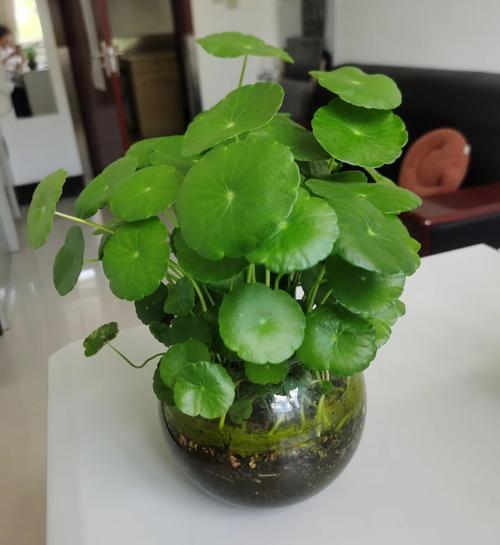 铜钱草除甲醛吗？铜钱草除甲醛吗有效果吗？-第4张图片-优品飞百科