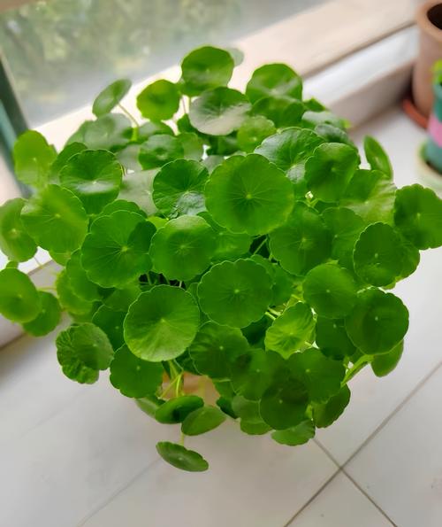 铜钱草除甲醛吗？铜钱草除甲醛吗有效果吗？-第5张图片-优品飞百科